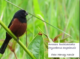 Día Internacional de las Aves Migratorias