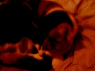 pitit chat 2