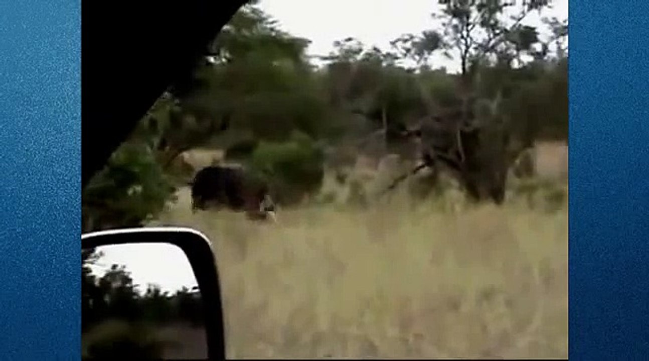 Amazing Lion Attack Animal Fights, Animals Attack, Lion Attacks Video