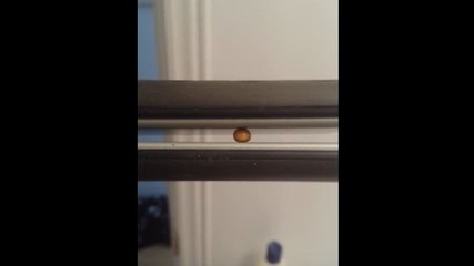 Faire du pop-corn avec un fer à lisser