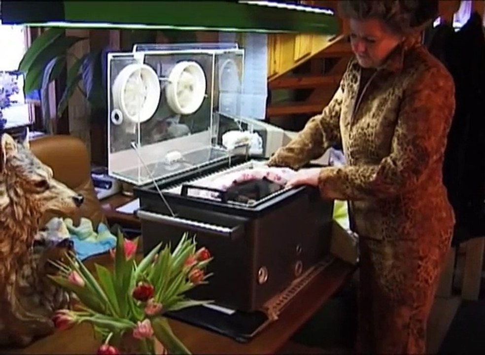 Cute and funny baby of chimpanzee