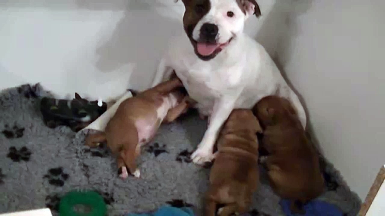 47ème vidéo Les chiots staffies avec leur maman de STAFFORDLAND