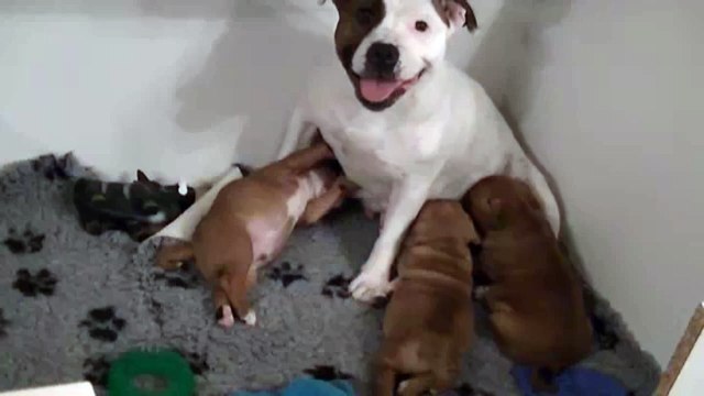 47ème vidéo Les chiots staffies avec leur maman de STAFFORDLAND