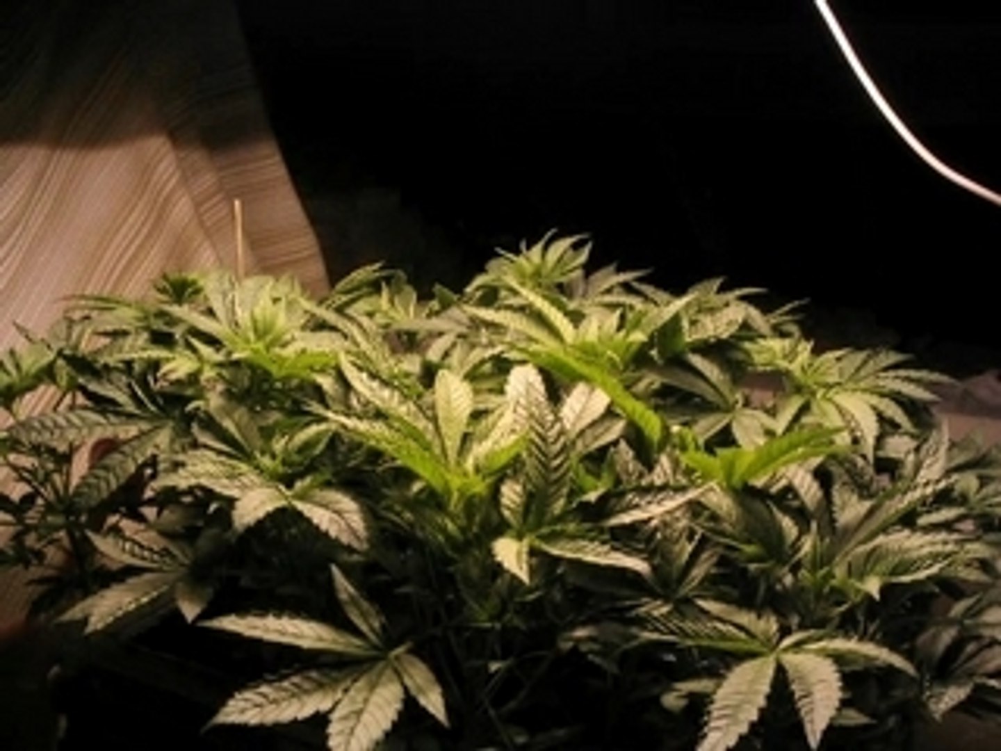 Marijuana Growing