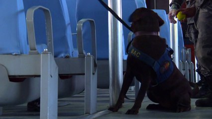 Polícia treina cães farejadores para as Olimpíadas