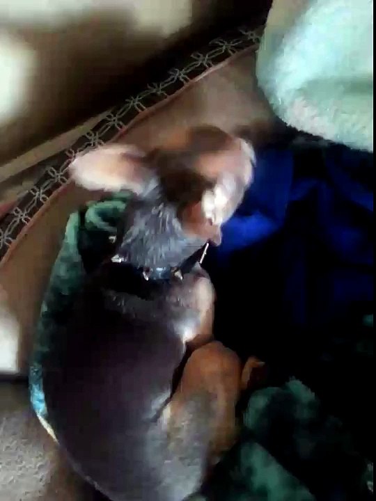I POURED KETCHUP ON MY DOGS HEAD!