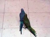 2 Ring Neck Parrots, 6 mo (Music)