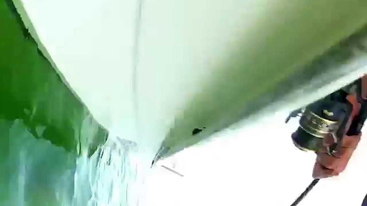 Massive grouper fish eats five foot shark in one bite