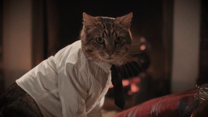 oh! un chat en chemise cravate !!!!!!!!  C'est tellement vrai!!!!!!!