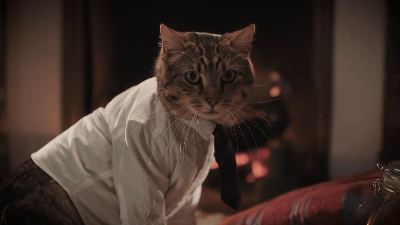 oh! un chat en chemise cravate !!!!!!!!  C'est tellement vrai!!!!!!!