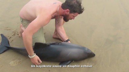 Un kayakiste sauve un dauphin échoué