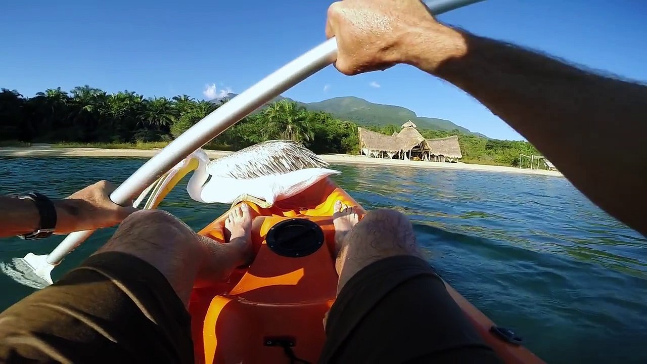 Rescued Pelican Learns to Fish With Help from his Human Friends