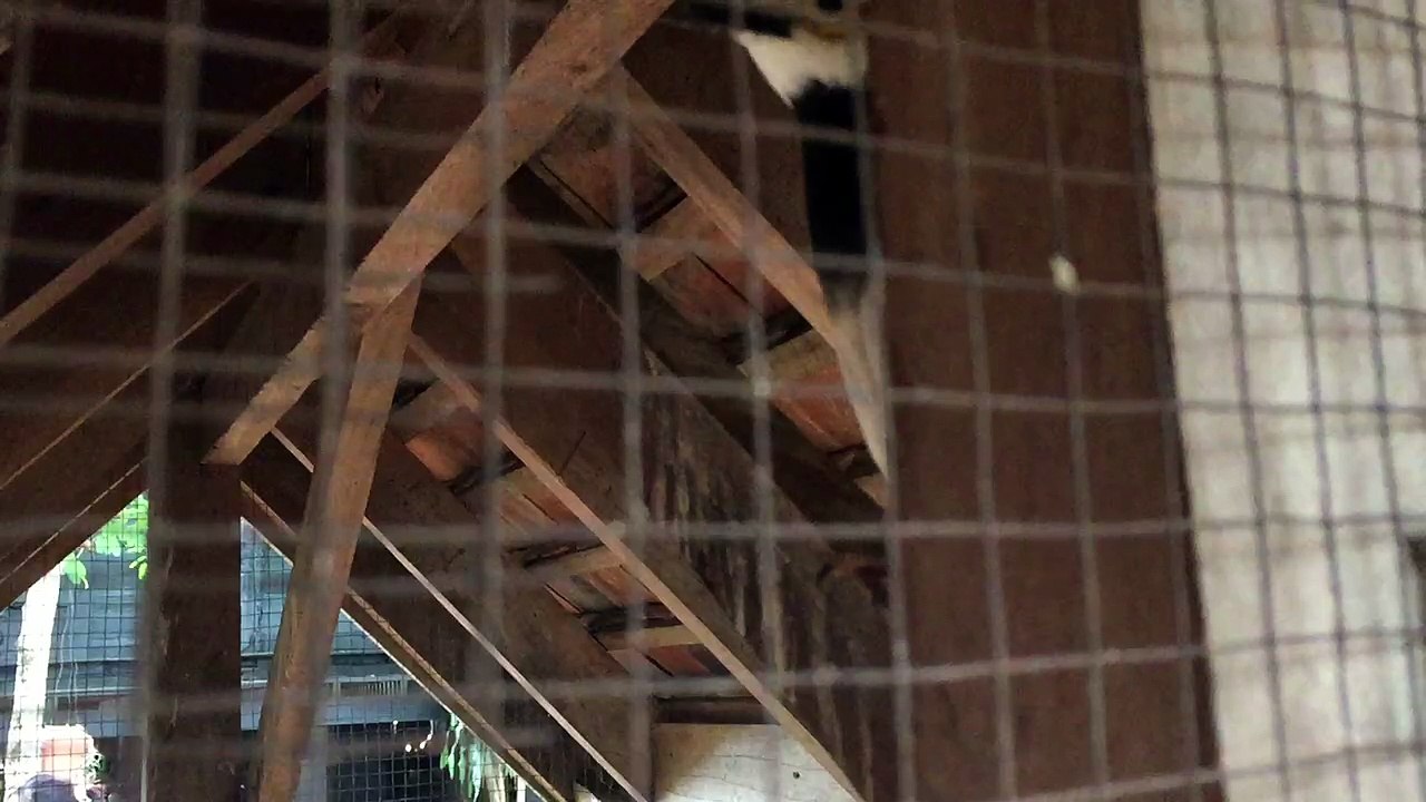 Funny bird.