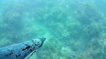 Pesca Sub Bari: Grossa Orata -22