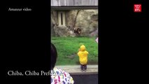 Enormous lion POUNCES at two year old boy in zoo after youngster turns his back but smashes head