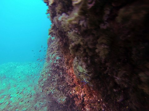 Cigales de mer - Galeria - Corse