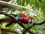 List of macaws