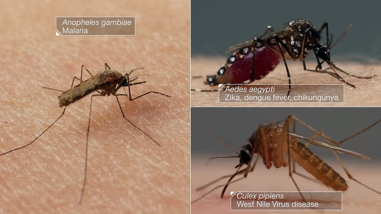 Une vidéo montre comment les moustiques pompent votre sang et découpent votre peau ! Regardez