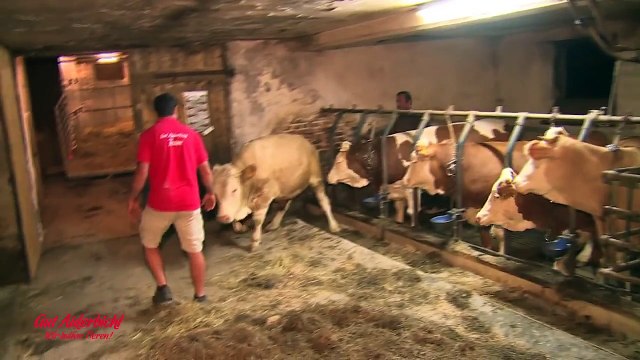 Ce taureau enfermé depuis toujours va enfin gouter à la liberté