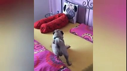 Chien VS coussin