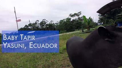 Un gros bébé Tapir fait une léchouille à ce gars dans la forêt amazonienne
