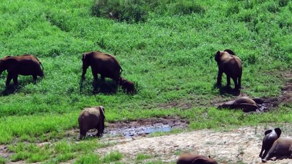 Des rares éléphants jumeaux