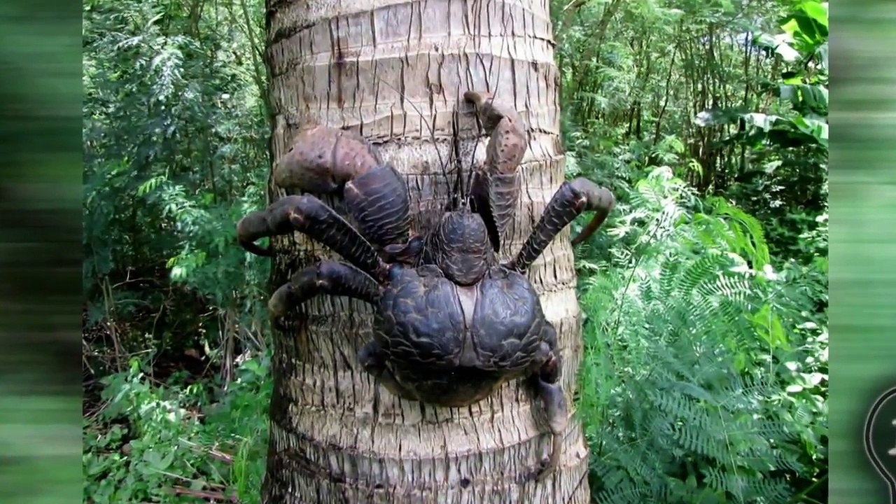 World's 20 Largest Animals