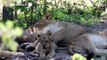 Lion cubs drinking from multiple lionesses