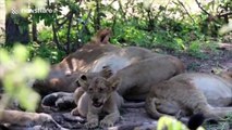 Lion cubs drinking from multiple lionesses