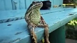 Chú ếch ngồi như người
