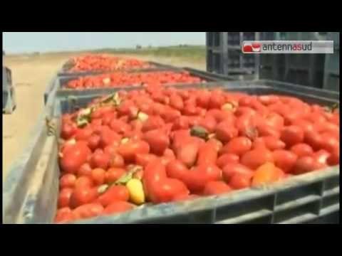 Tg Antenna Sud - Regione, il M5S propone legge contro il caporalato