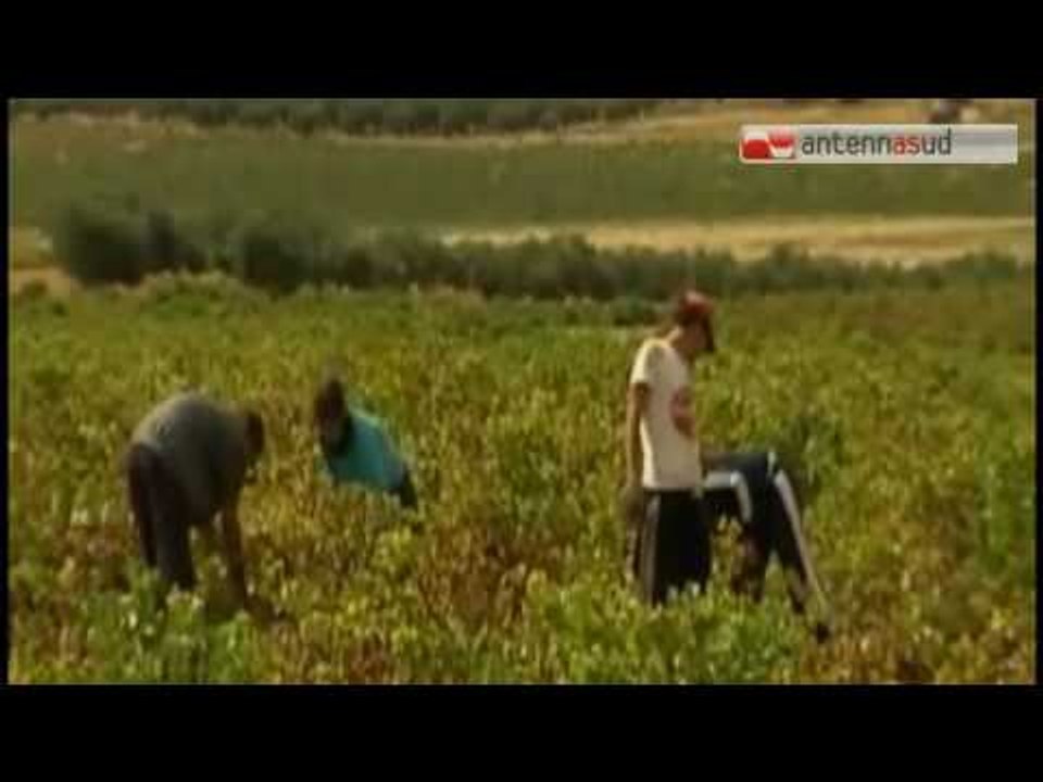 Tg Antenna Sud - Caporalato, la Regione  pianifica gli interventi di contrasto