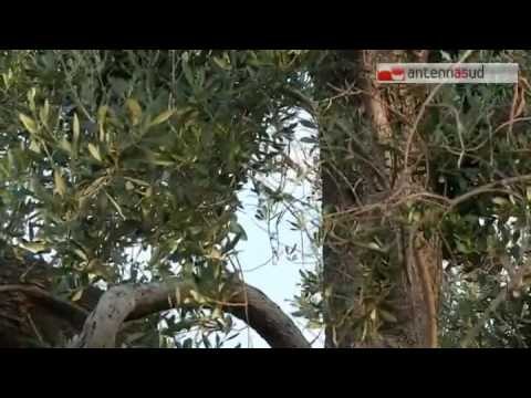 Tg Antenna Sud - Xylella, la Corte Ue dice sì all'abbattimento degli ulivi