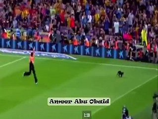 Cat are walking in football ground during match: