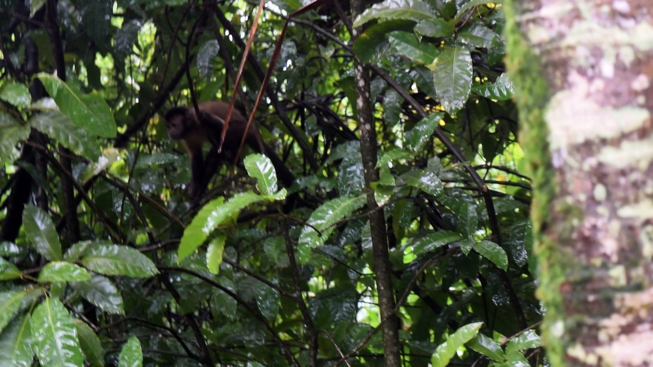 MACAQUE