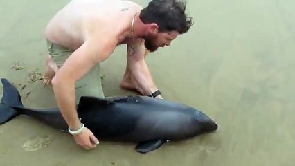Un moniteur de kayak remet un petit dauphin à la mer