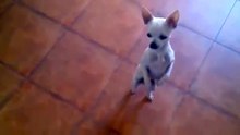 Ce chien a le rythme dans le sang, il nous livre un Flamenco endiablé digne d'un vrai pro... Incroyable !