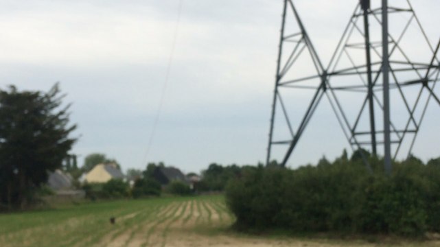 Baguage de jeunes cigognes le long de la Brière