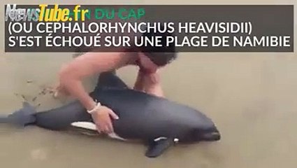 Magnifique Il sauve un dauphin échoué et devient un héros pour les internautes
