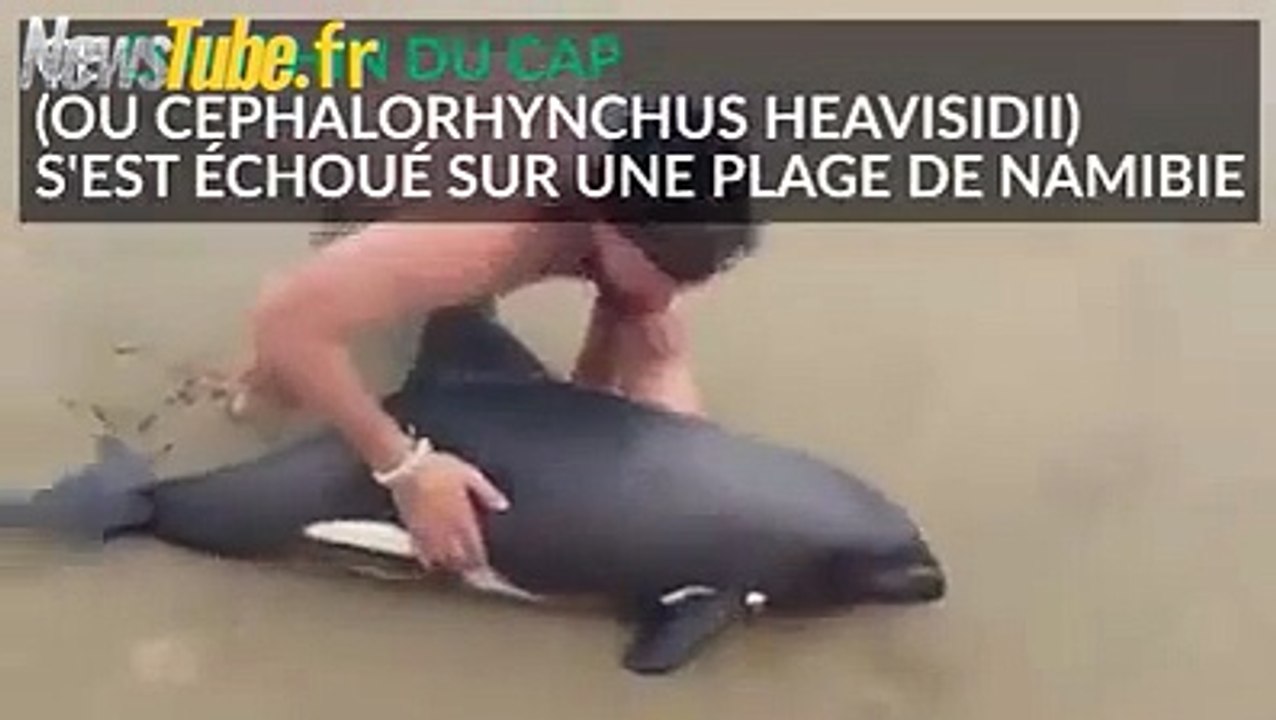 Magnifique Il sauve un dauphin échoué et devient un héros pour les internautes