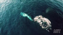 Des baleines rares filmées par des drones