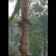 A snake that can climb trees