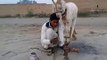 Funny Goat Stunts - Funny Animals Videos - Pakistani Funny Videos