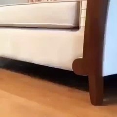 Funny cute cat ,funny cat videos 2016 ,cats bhaving like hum