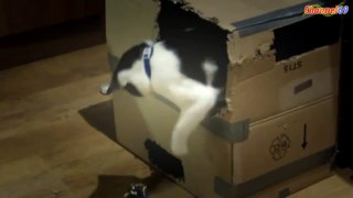 Cat Fun Box 2hot video