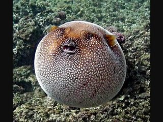 100 Most Weirdest and Rarest Animals in the World