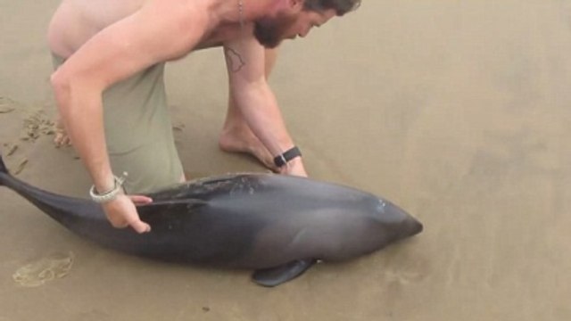 Karaya Vuran Yavru Yunus Hayatını Kurtaran Adama Böyle Teşekkür Etti!