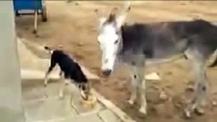 Whatsapp Funny Videos -- Dog Vs Donkey Funniest Video Ever
