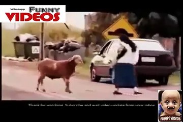 whatsapp funny videos that you make lough and cry