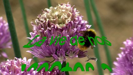 Protégeons nos insectes au jardin